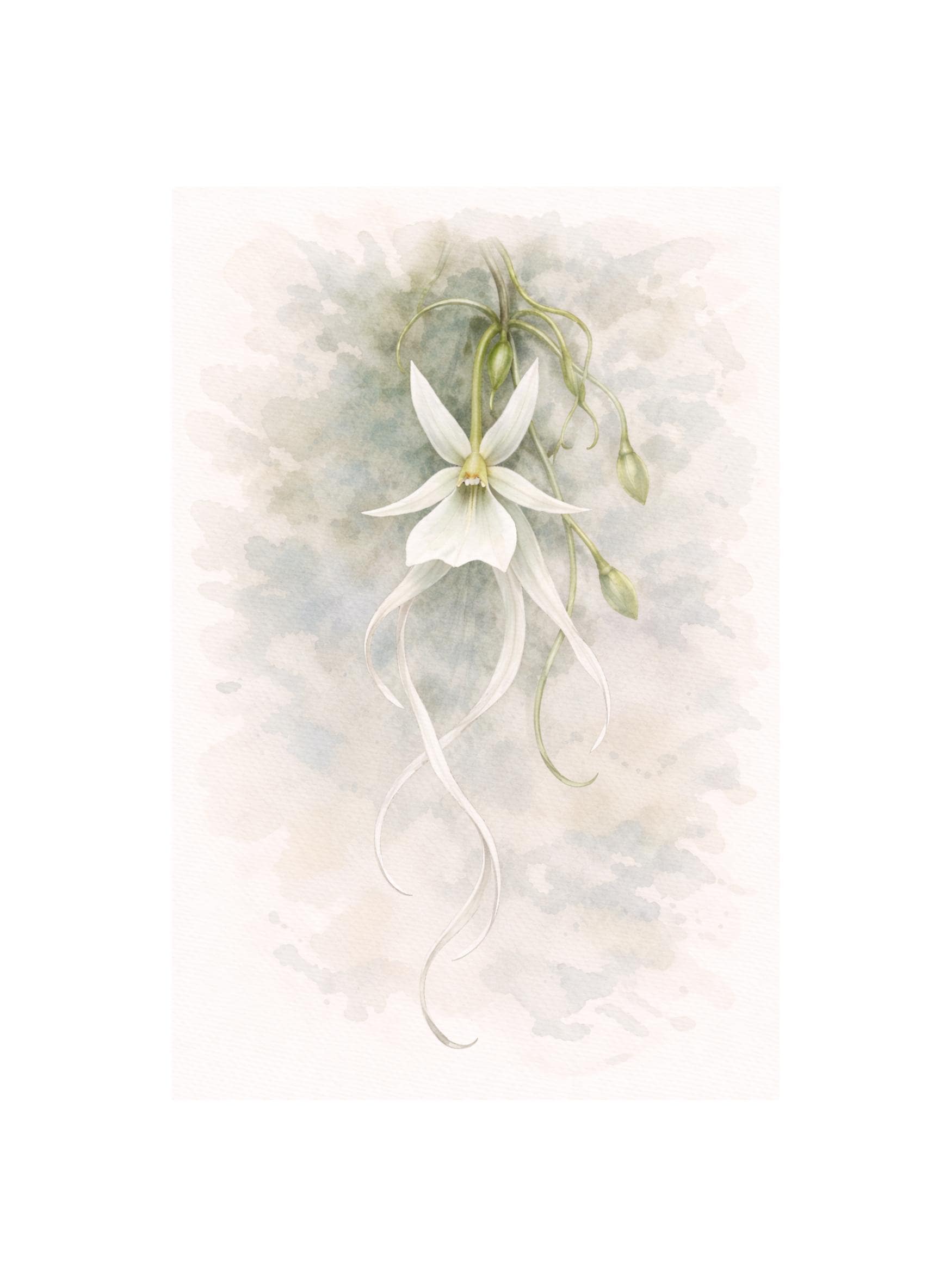 Ghost orchid - Etsy 日本