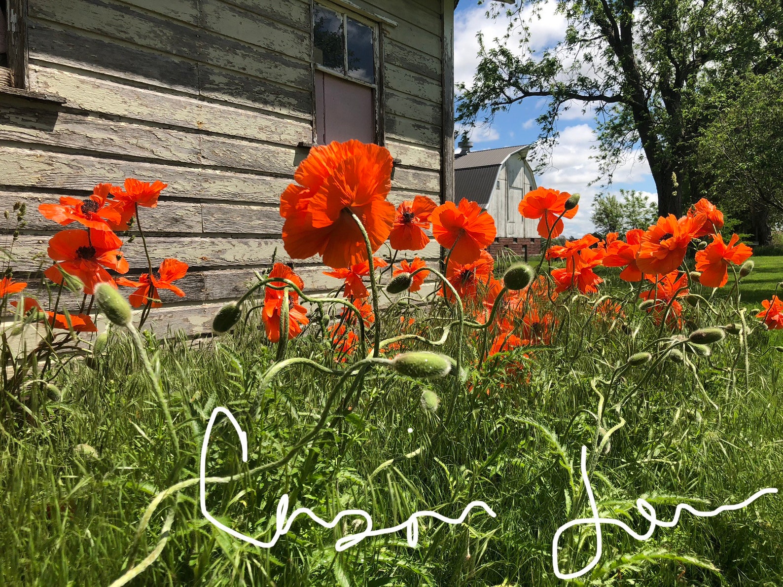 Poppies at the farm photo print Etsy