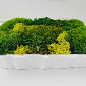 Moss Bowl Arrangement for Table Large Moss Centerpiece for Dining Table  Centerpiece Bowl for Moss in Modern Bowl Preserved Moss Black Bowl 