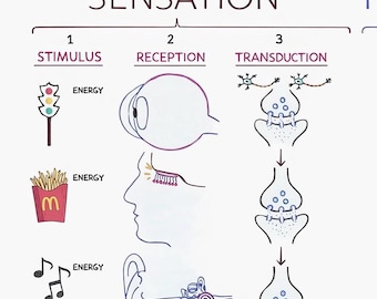 Psychology Sensation and Perception Whiteboard Notes | Visual Study Guide | Stimulus, Reception, Transduction, Interpretation