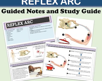 Reflex Arc Guided Notes for Biology & Psychology | Guided, Fill-in-the-Blank, and Complete Versions