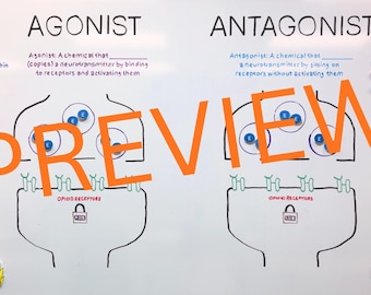Agonist vs Antagonist - Visual note-taking made easy!