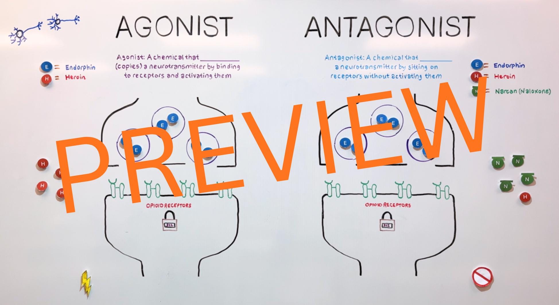 Agonist Vs Antagonist - Visual Note-taking Made Easy! - Etsy