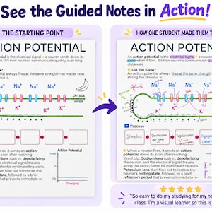 May include: Educational guided notes titled Action Potential showing a neuron diagram with sodium and potassium ions, a process flowchart, and a graph. The left side shows a blank template, while the right side shows a completed version with handwritten notes.