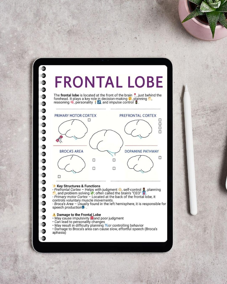 May include: A digital tablet displaying an educational study guide titled Frontal Lobe. The page features diagrams of the brain, text explaining the primary motor cortex, prefrontal cortex, Broca's area, and dopamine pathway, plus key functions and damage effects.
