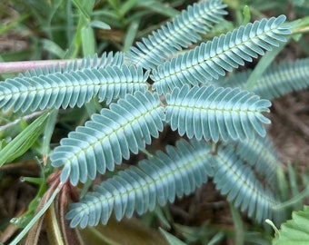 Neptunia pubescens Seeds Tropical Puff 2023