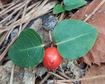 Mitchella repens 10 Seeds Partridgeberry 2024