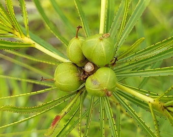 Stillingia sylvatica 5 Seeds Queen's Delight