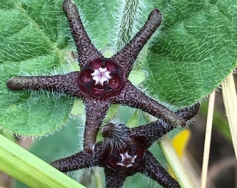 Matelea biflora 10 Seeds Purple Star Milkweed Vine Texas Native 2023