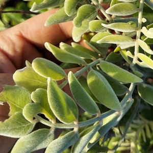 Sophora tomentosa 30 Seeds Yellow Necklacepod