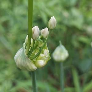 Wild Onion Allium canadense 8 Bulbs Meadow Garlic