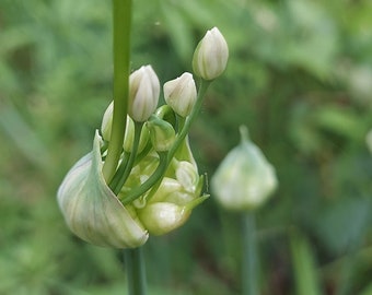 Wild Onion Allium canadense 8 Bulbs Meadow Garlic