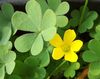 Oxalis dillenii 30 Seeds Slender Yellow Woodsorrel