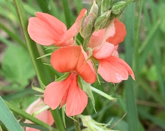 Indigofera miniata 5 Seeds Scarlet Pea 2023 BUY ONE Get One Free