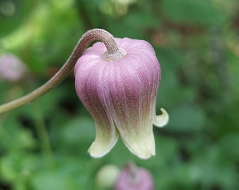 Clematis reticulata 20 Seeds Netleaf Leather Flower 2023