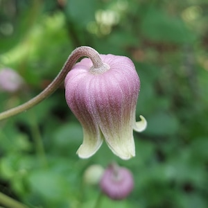Clematis reticulata 25 Seeds Netleaf Leather Flower 2026 Clematis arenicola