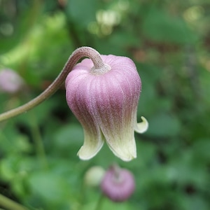 Clematis reticulata 20 Seeds Netleaf Leather Flower 2023