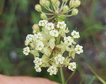 Asclepias verticillata Seeds Whorled Milkweed 2023