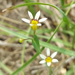 Annual Blue-eyed Grass 50 Seeds Sisyrinchium rosulatum 2024