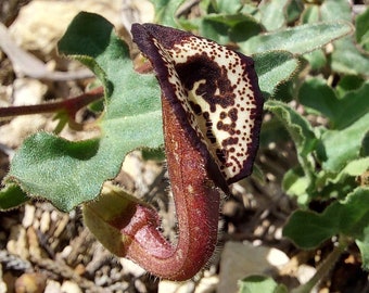 Aristolochia coryi 10 Seeds Cory's Dutchman's-pipe Pipevine