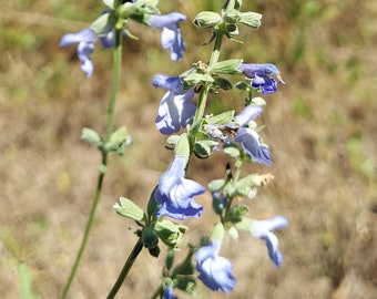 Salvia azurea 20 Seeds Blue Sage Pitcher Sage