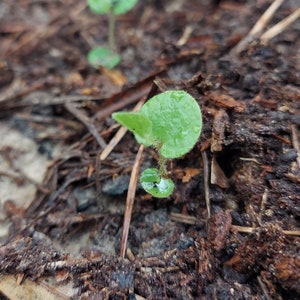 Aristolochia reticulata 1 Live Plant BARE ROOT Texas Dutchman's Pipevine image 1