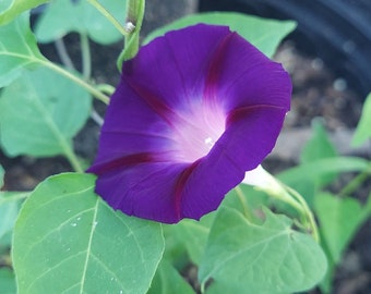 Crimson Rambler 10 Seeds Morning Glory Ipomoea purpurea