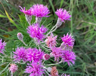 Vernonia lindheimeri 25 Seeds Woolly Ironweed 2026