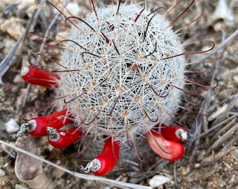 Mammillaria grahamii 15 Seeds Graham's Fishhook Cactus 2023