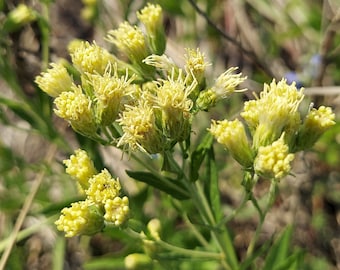 Brickellia eupatorioides 20 Seeds False Boneset 2023 Texas Native