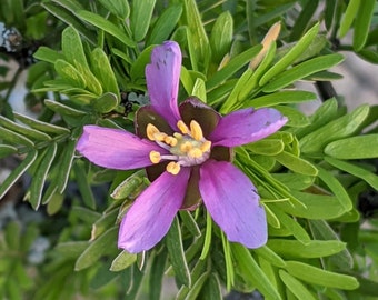 Guaiacum angustifolium 5 Seeds Texas Lignum-Vitae