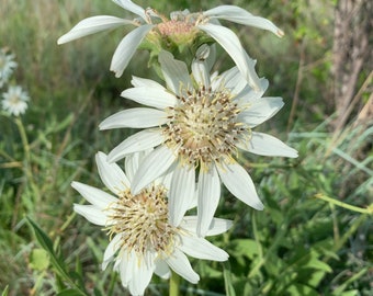 Silphium albiflorum 5 Seeds White Rosinweed 2023