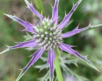 Eryngium hookeri 30 Seeds Hooker's Eryngo