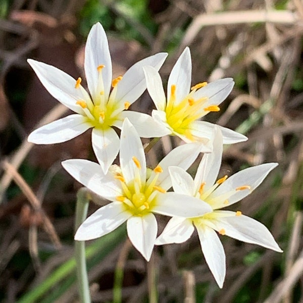 Nothoscordum bivalve 30 Seeds Crow Poison 2023