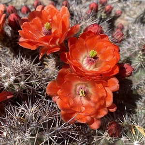 Echinocereus coccineus transpecosensis 15 Seeds Scarlet Hedgehog Cactus