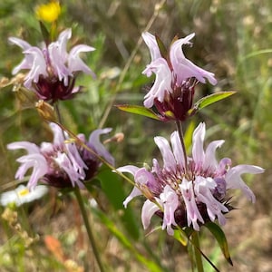 Monarda clinopodioides 60 Seeds Basil Beebalm 2025