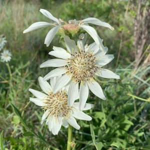 Silphium albiflorum 5 Seeds White Rosinweed 2024
