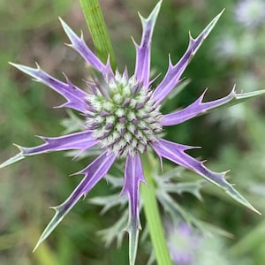 Eryngium hookeri 30 Seeds Hooker's Eryngo image 1