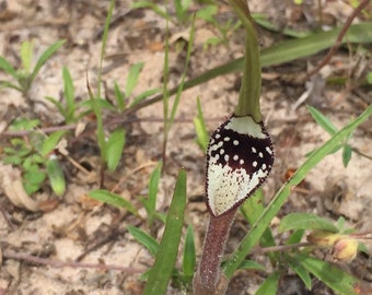 Swanflower 5 Seeds 2023 (Aristolochia erecta)