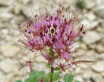 Polanisia dodecandra riograndensis 10 Seeds Rio Grande Clammyweed