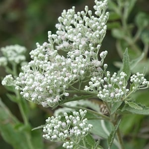 Eupatorium serotinum 100 Seeds Late Boneset 2024