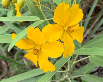 Senna roemeriana (Two Leaf Senna) 20 Seeds Texas Native