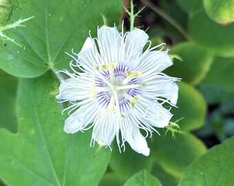 Stinking Passionflower 15 Seeds Passiflora foetida