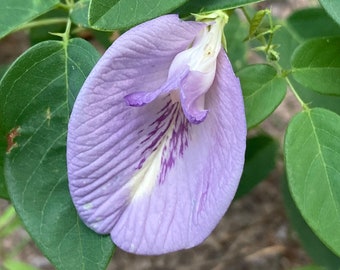 Clitoria mariana 5 Seeds Pigeonwings 2023