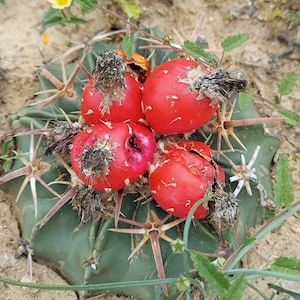 Echinocactus texensis 20 Seeds Horse Crippler Cactus 2024