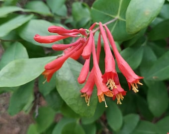 Lonicera sempervirens 1 Live Plant Coral Honeysuckle