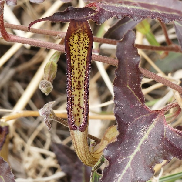 Aristolochia watsonii 15 Seeds Southwestern Pipevine 2023