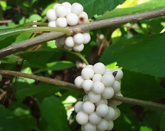 Callicarpa americana lactea White American Beautyberry 50 Seeds