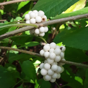 Callicarpa americana lactea White American Beautyberry 50 Seeds