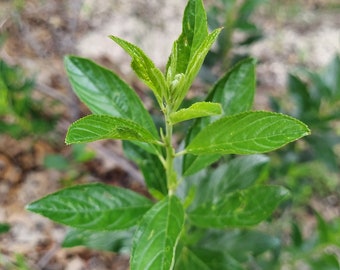 Ceanothus herbaceus 25 Seeds Inland Ceanothus 2023 BUY ONE Get One Free